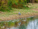 Grey Heron - Czapla Siwa